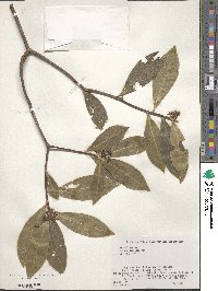 Daphne kiusiana image