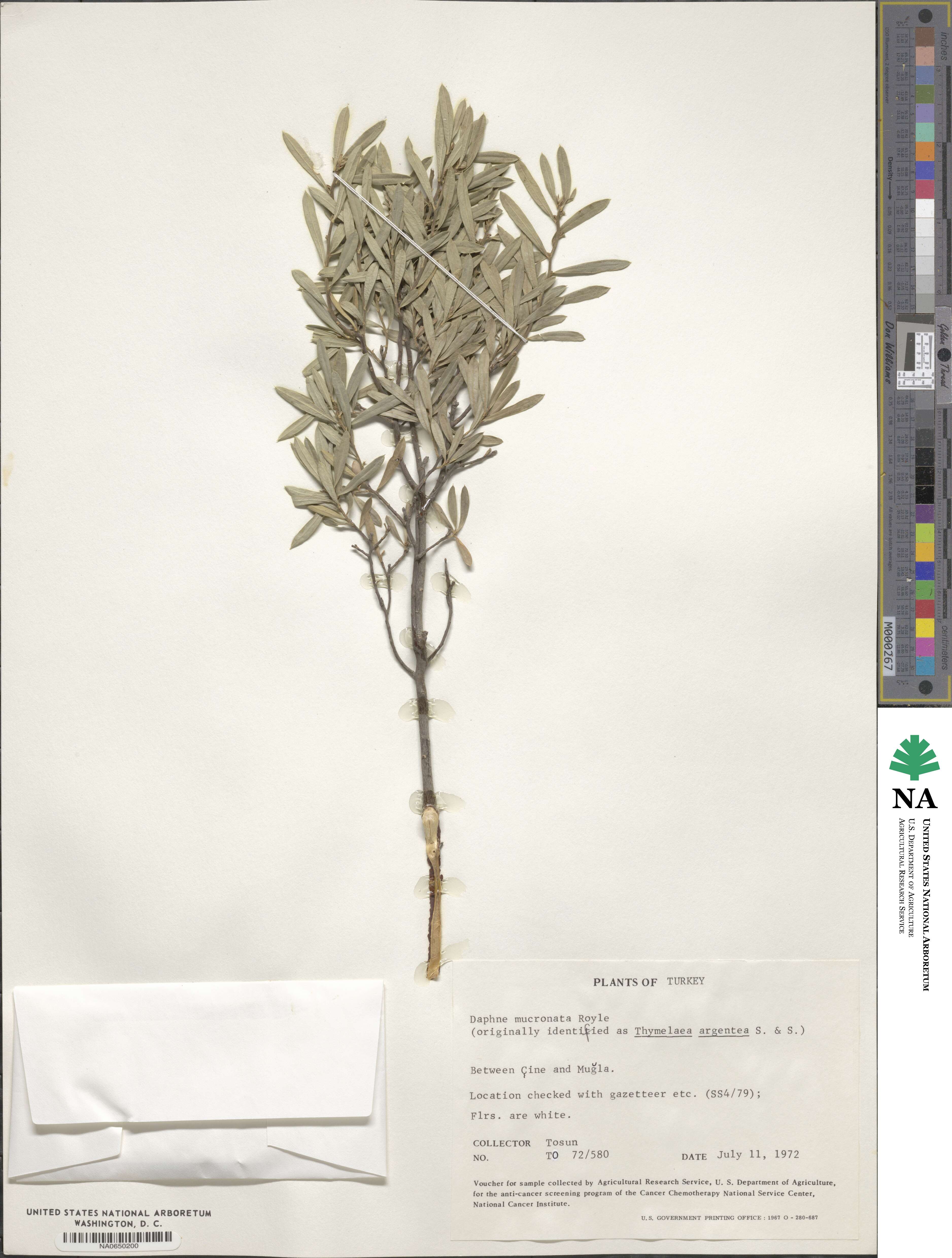 Daphne mucronata image