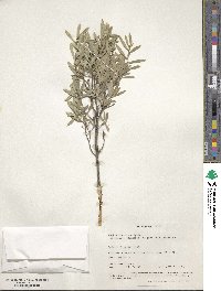 Image of Daphne mucronata