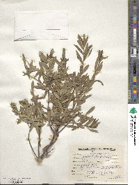 Daphne oleoides image