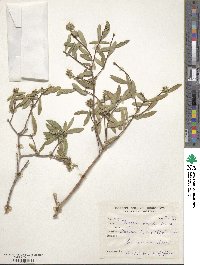 Daphne oleoides image