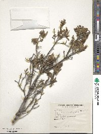 Daphne oleoides image