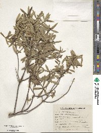 Daphne oleoides image