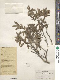 Daphne oleoides image