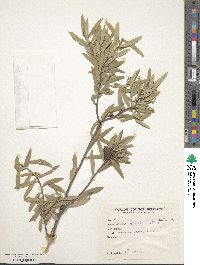 Daphne oleoides image