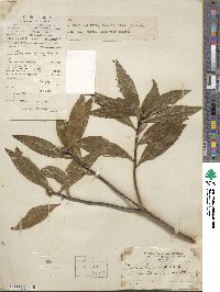 Daphne papyracea image