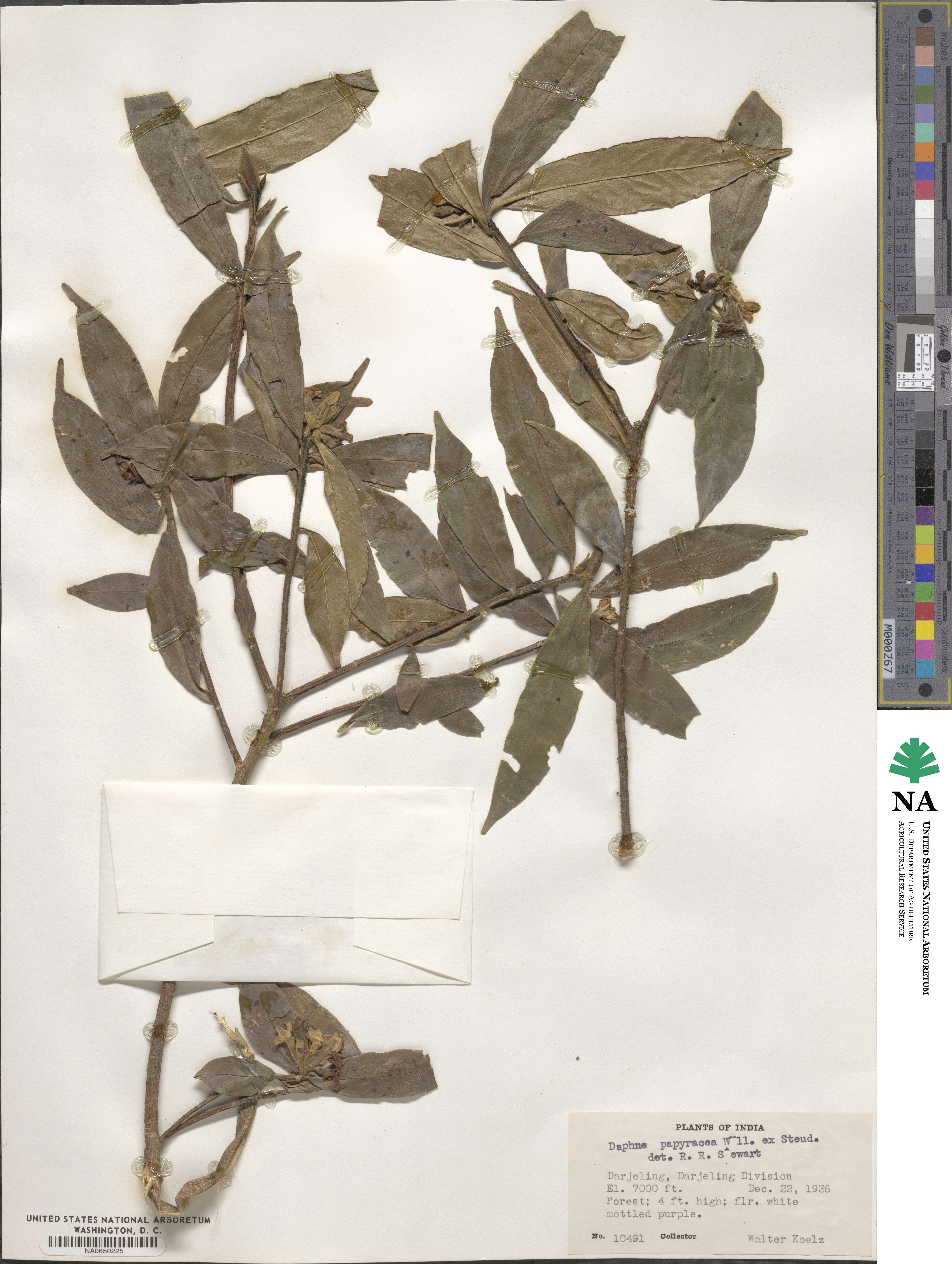Daphne papyracea image