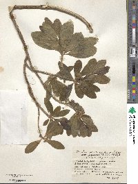 Daphne pseudomezereum image