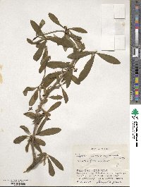 Daphne pseudomezereum image