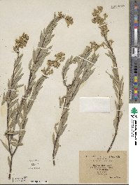 Daphne gnidium subsp. mauritanica image