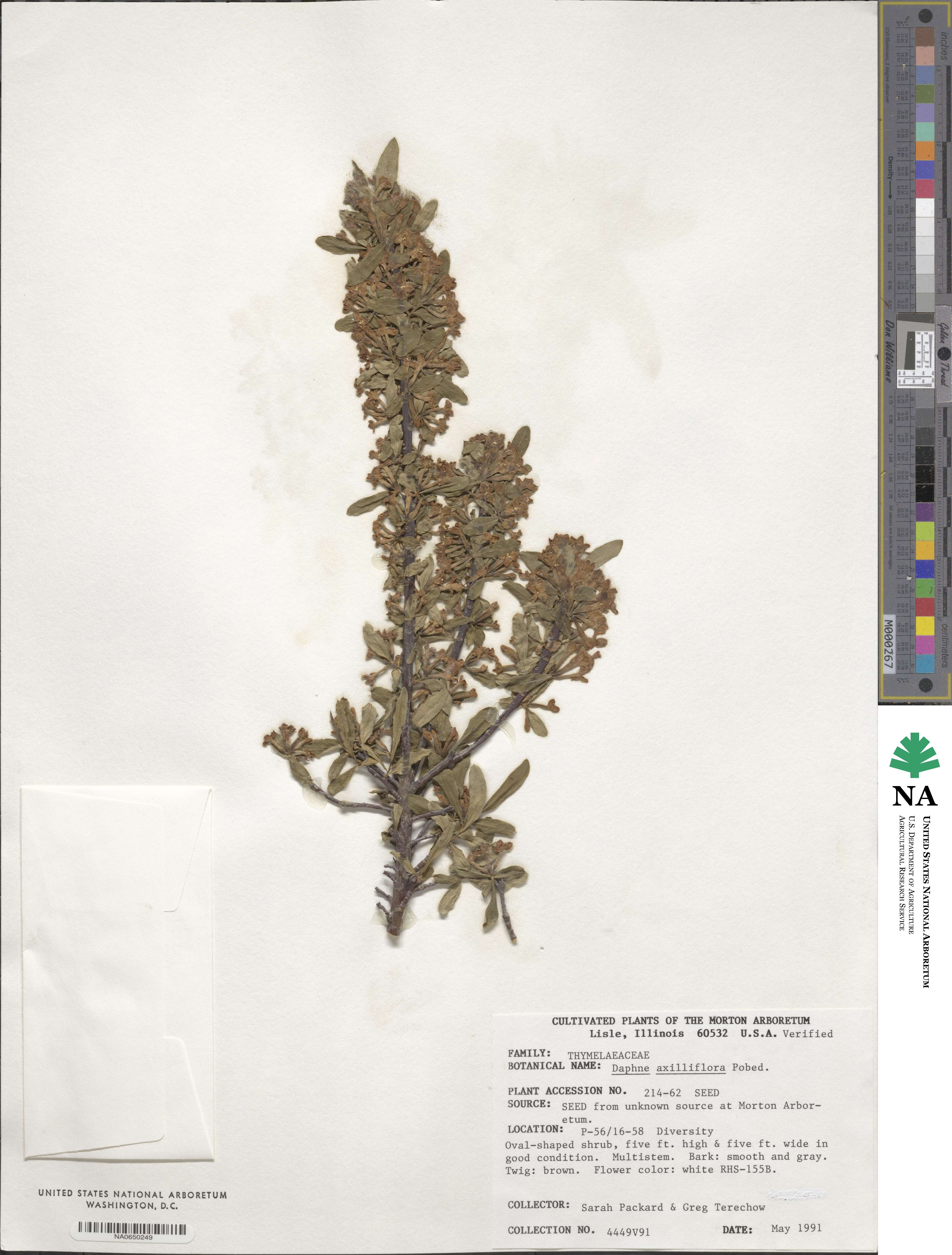 Daphne axilliflora image