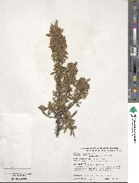 Image of Daphne axilliflora