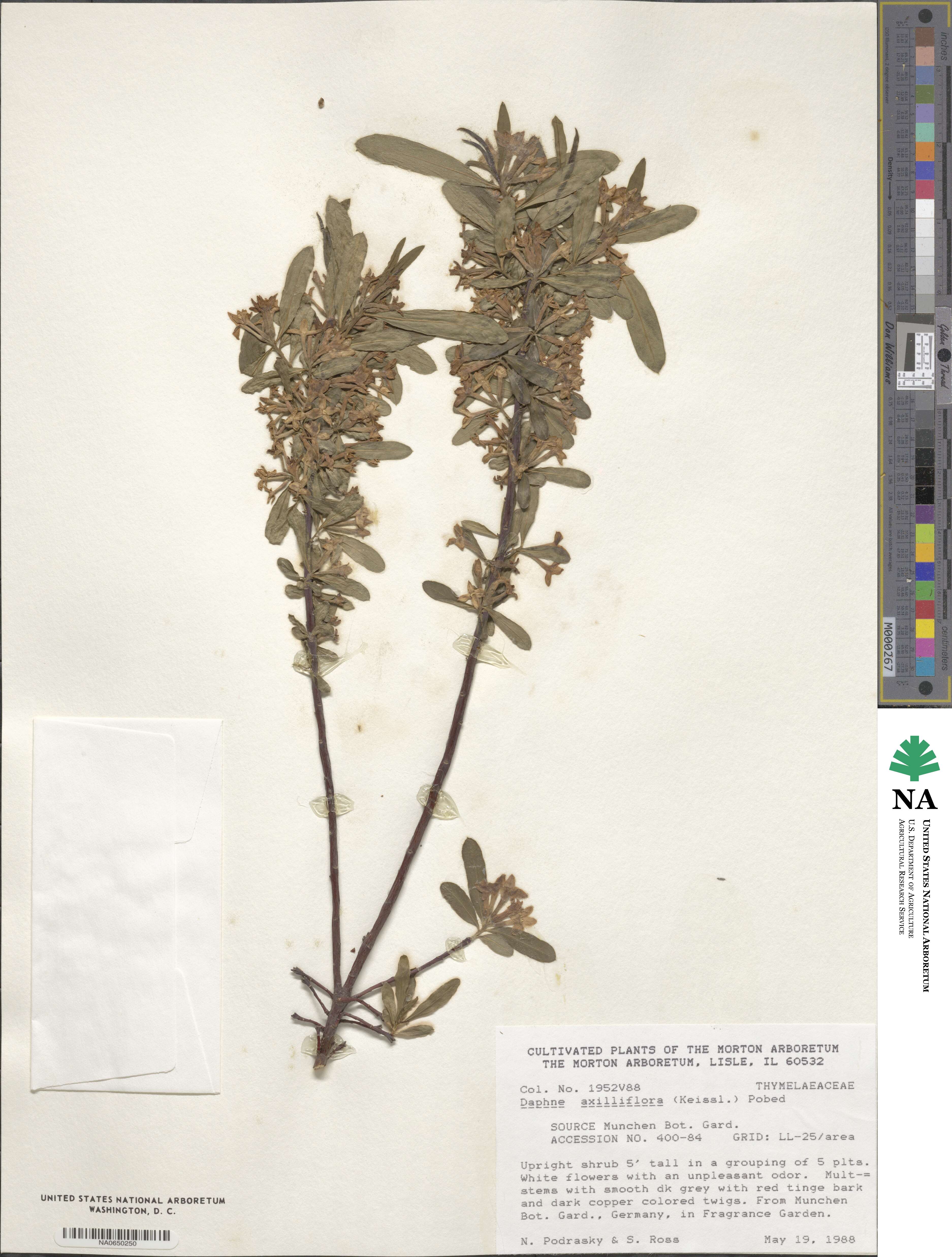 Daphne axilliflora image