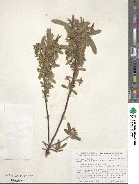 Daphne axilliflora image