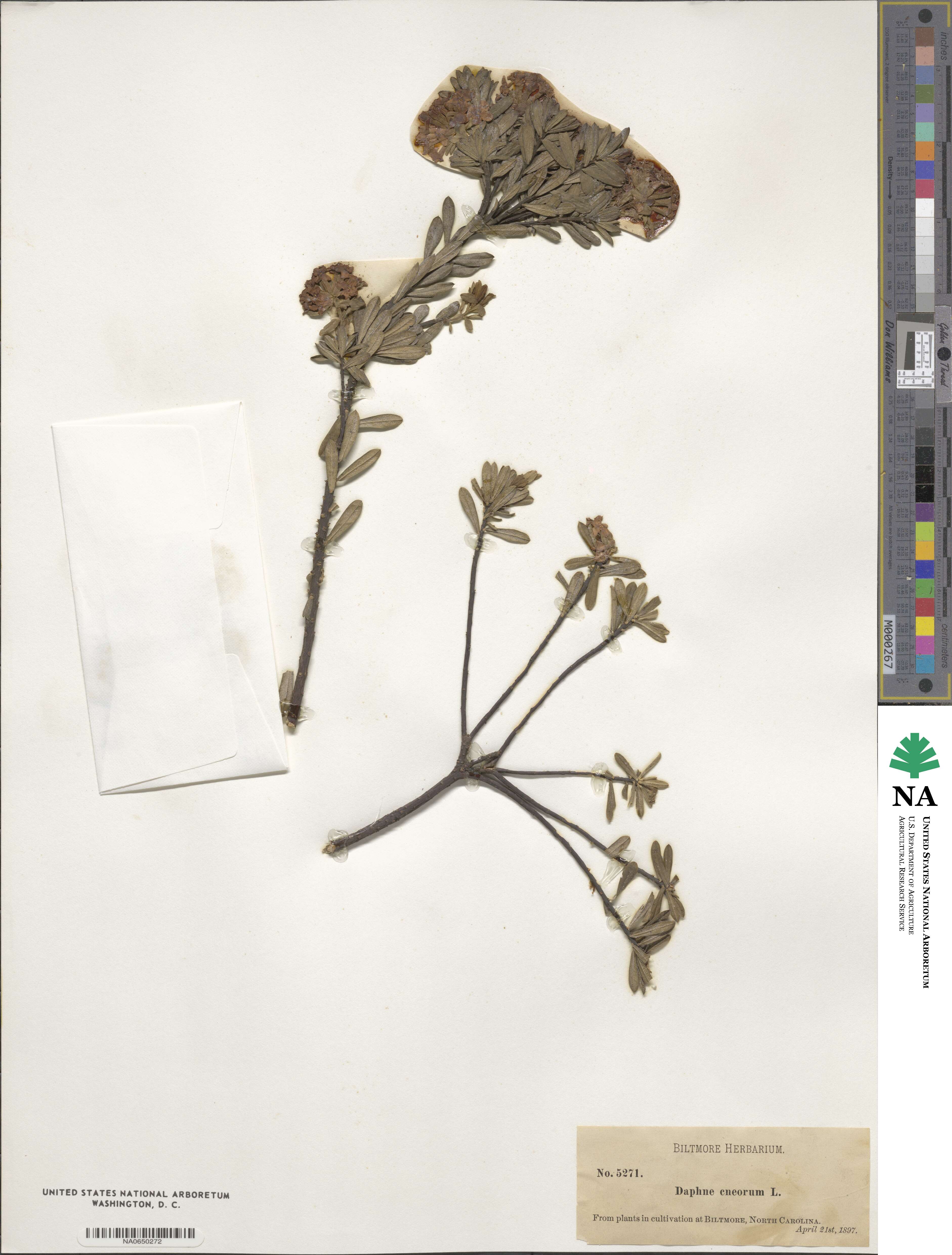 Daphne cneorum image