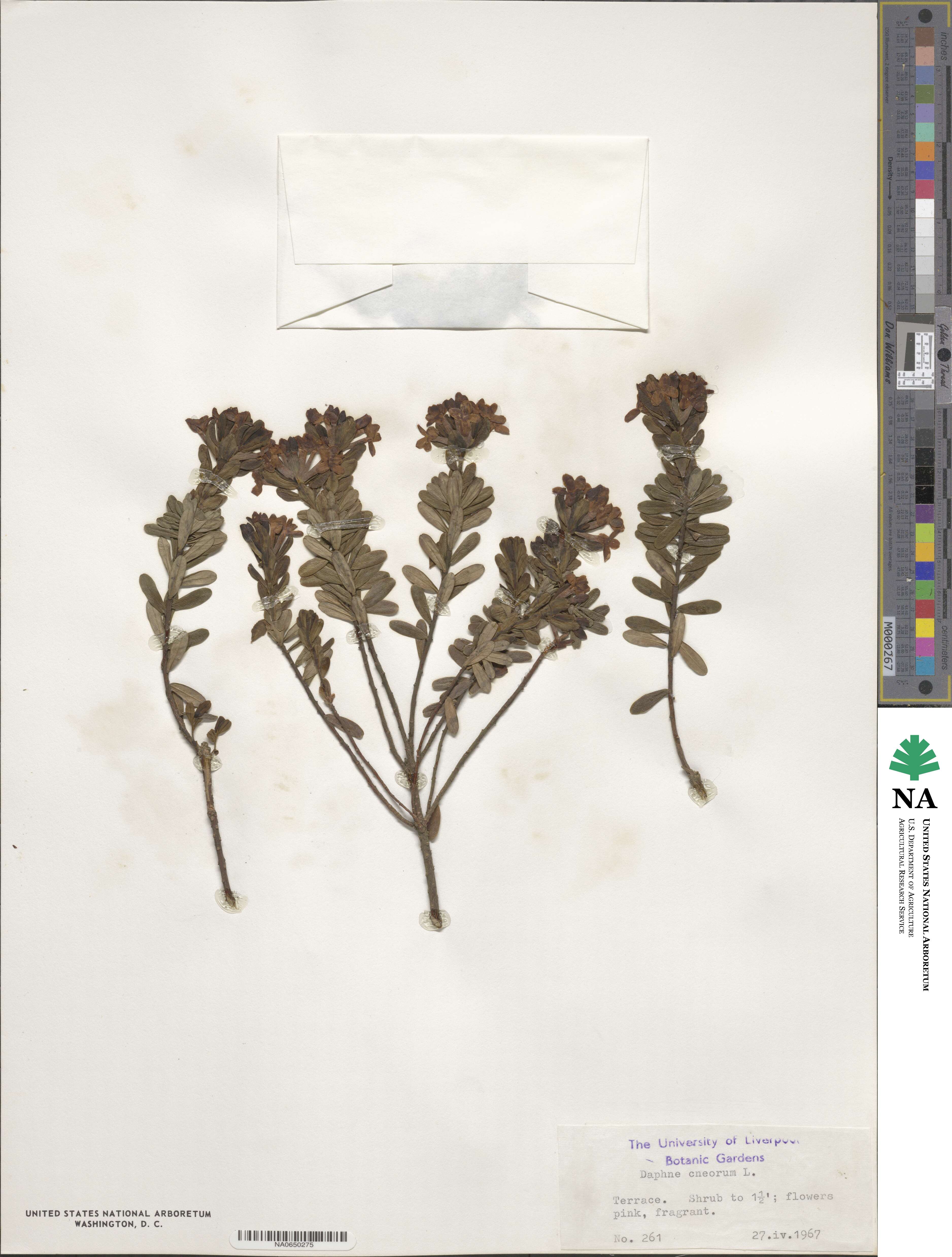 Daphne cneorum image