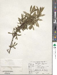 Daphne giraldii image