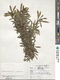 Daphne giraldii image