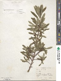 Daphne giraldii image