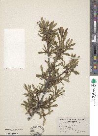 Daphne giraldii image