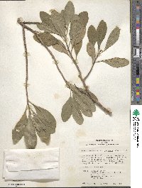 Daphne jezoensis image