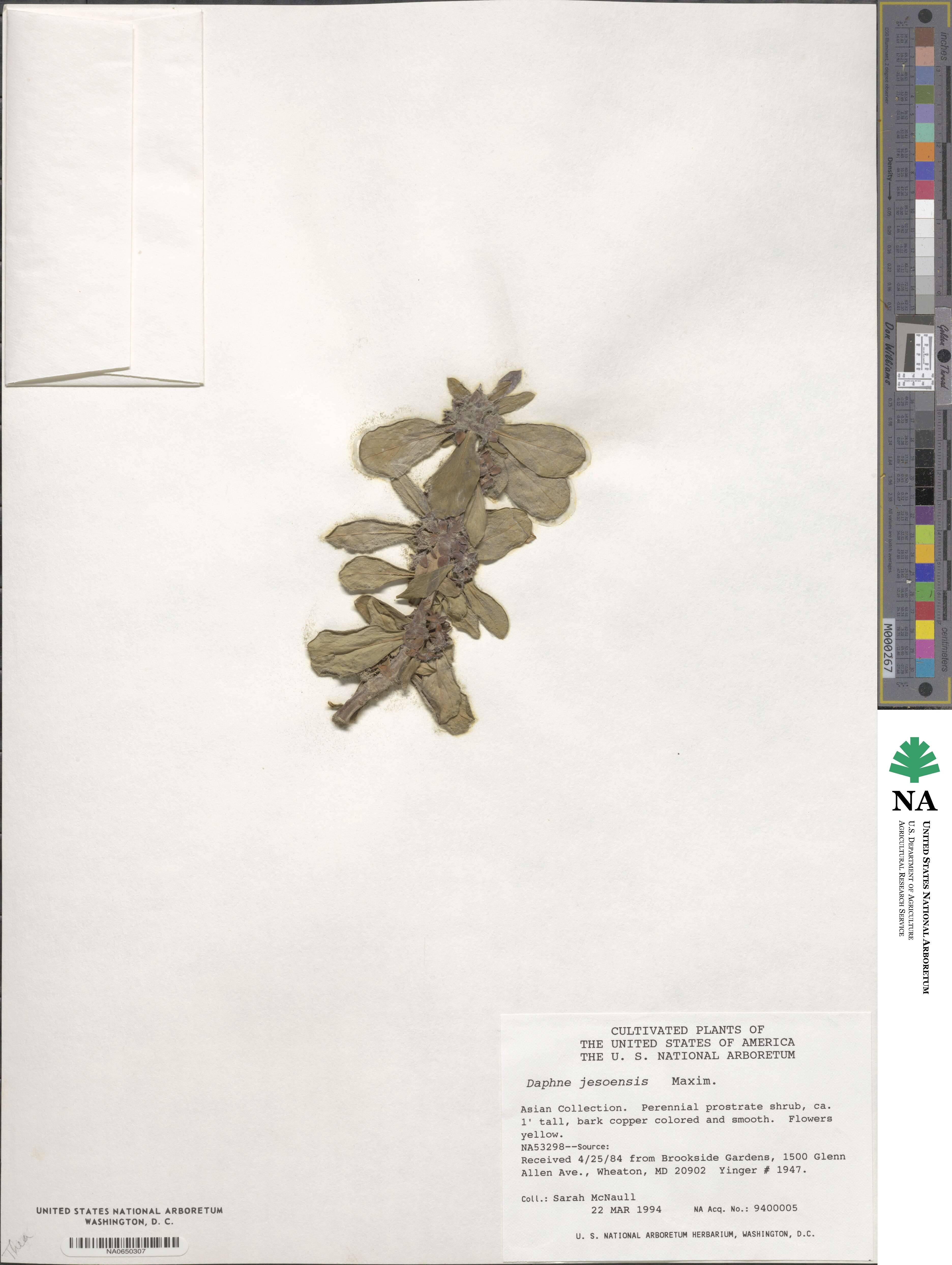Daphne jezoensis image