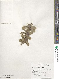 Daphne jezoensis image