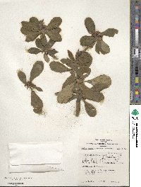 Daphne jezoensis image