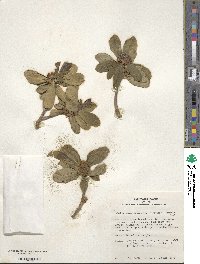 Daphne jezoensis image