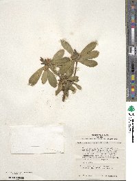 Daphne jezoensis image