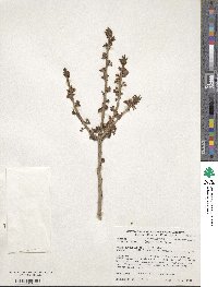 Daphne mezereum image