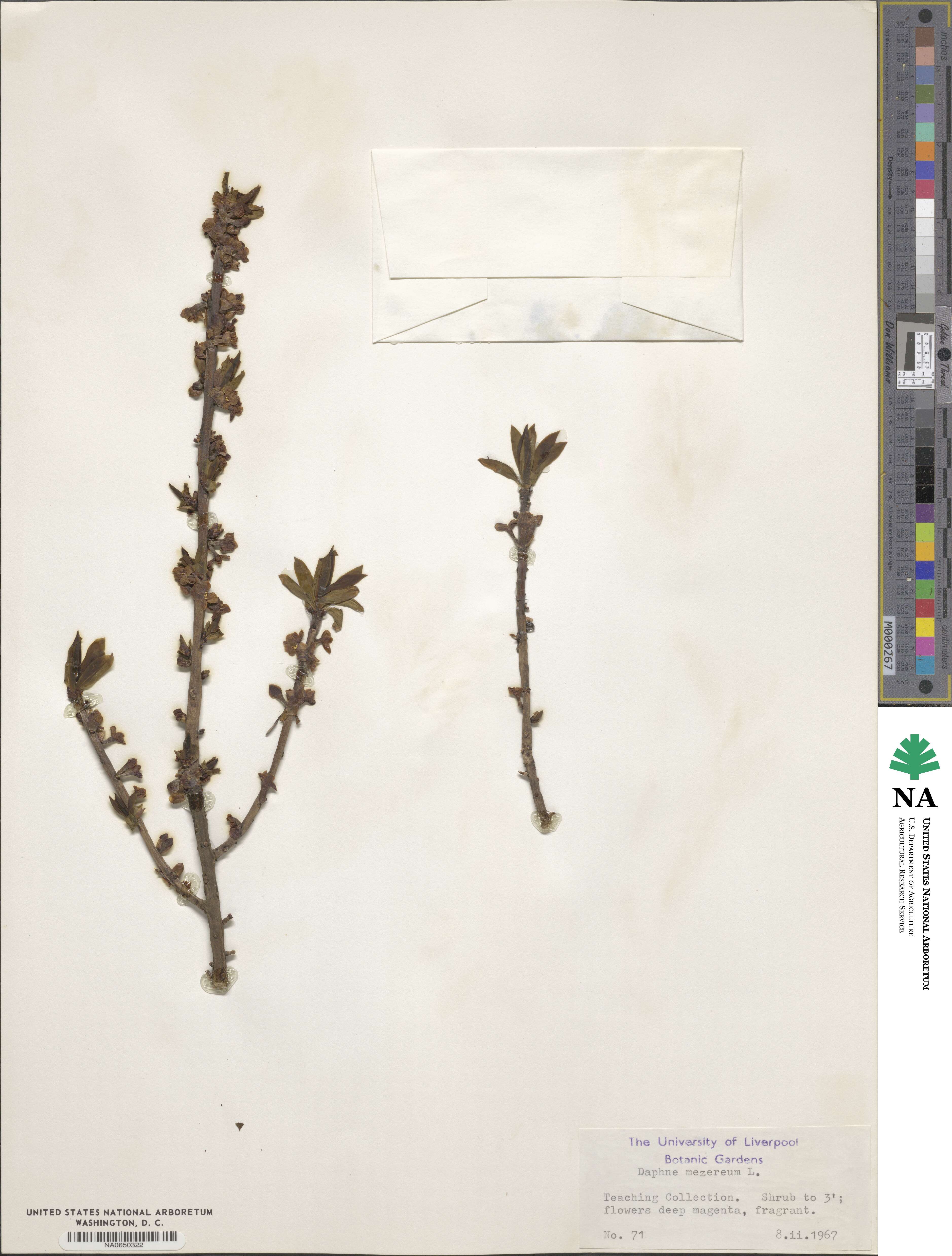 Daphne mezereum image