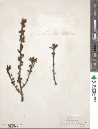 Daphne mezereum image