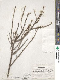 Daphne mezereum image