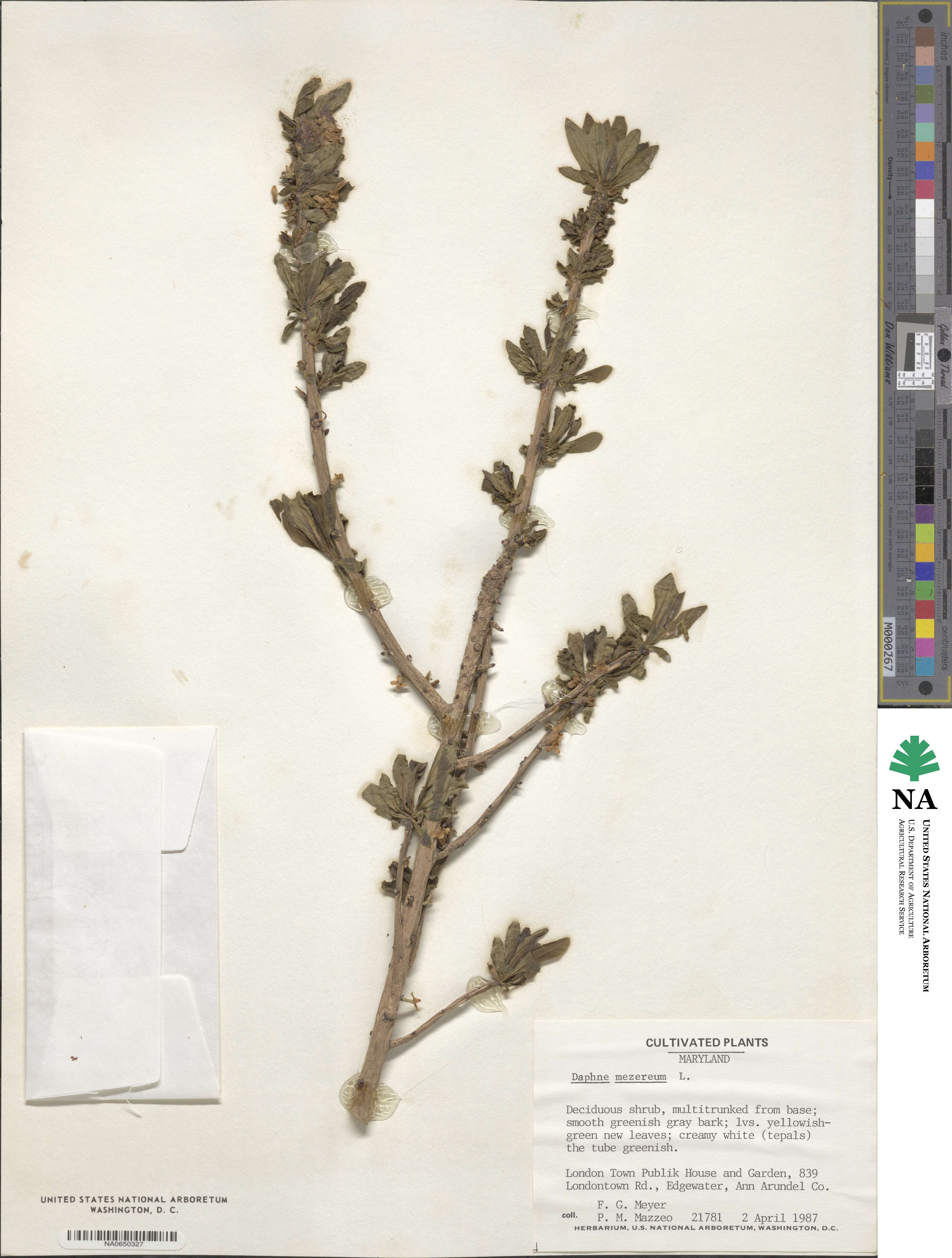 Daphne mezereum image