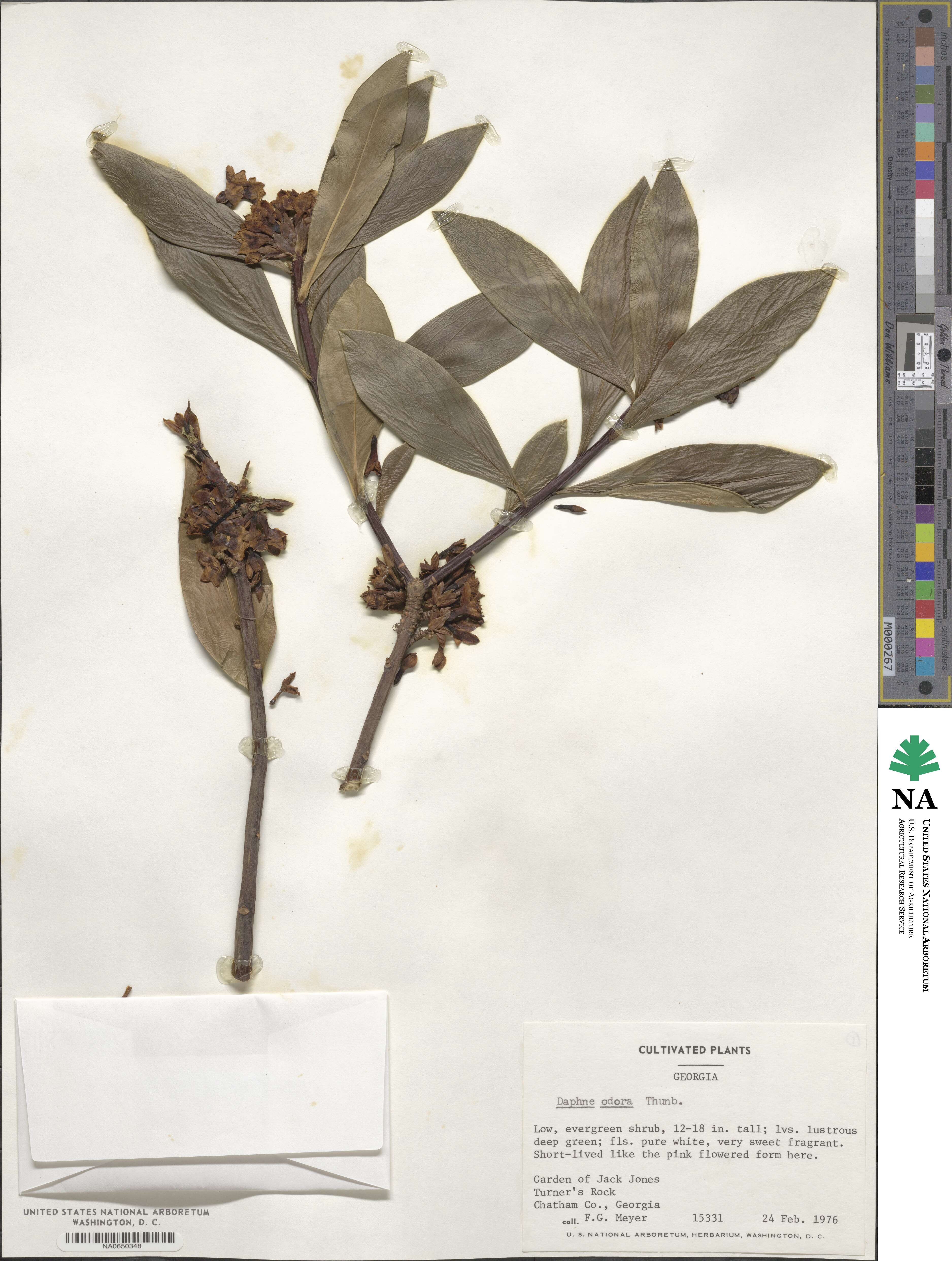 Daphne odora image