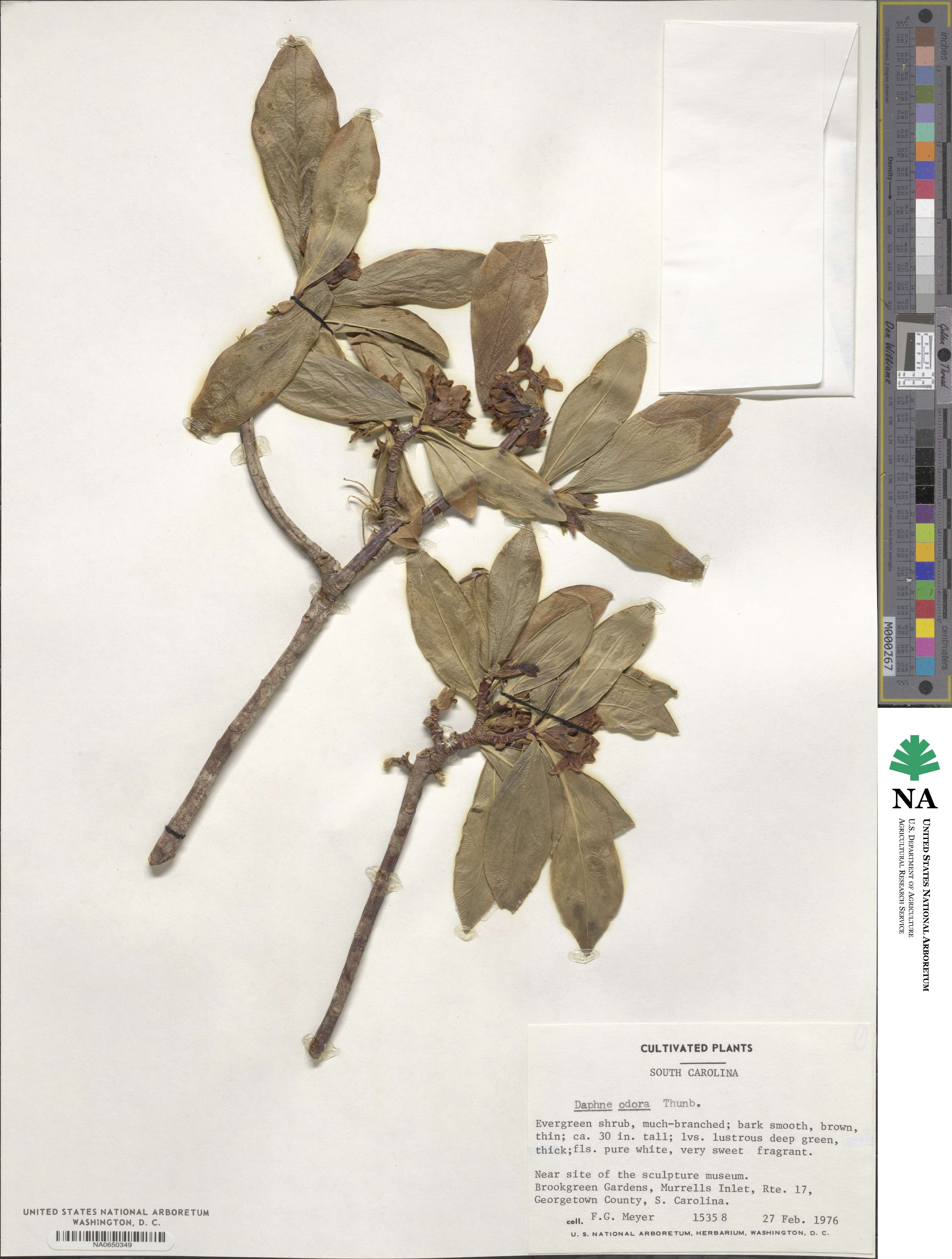 Daphne odora image