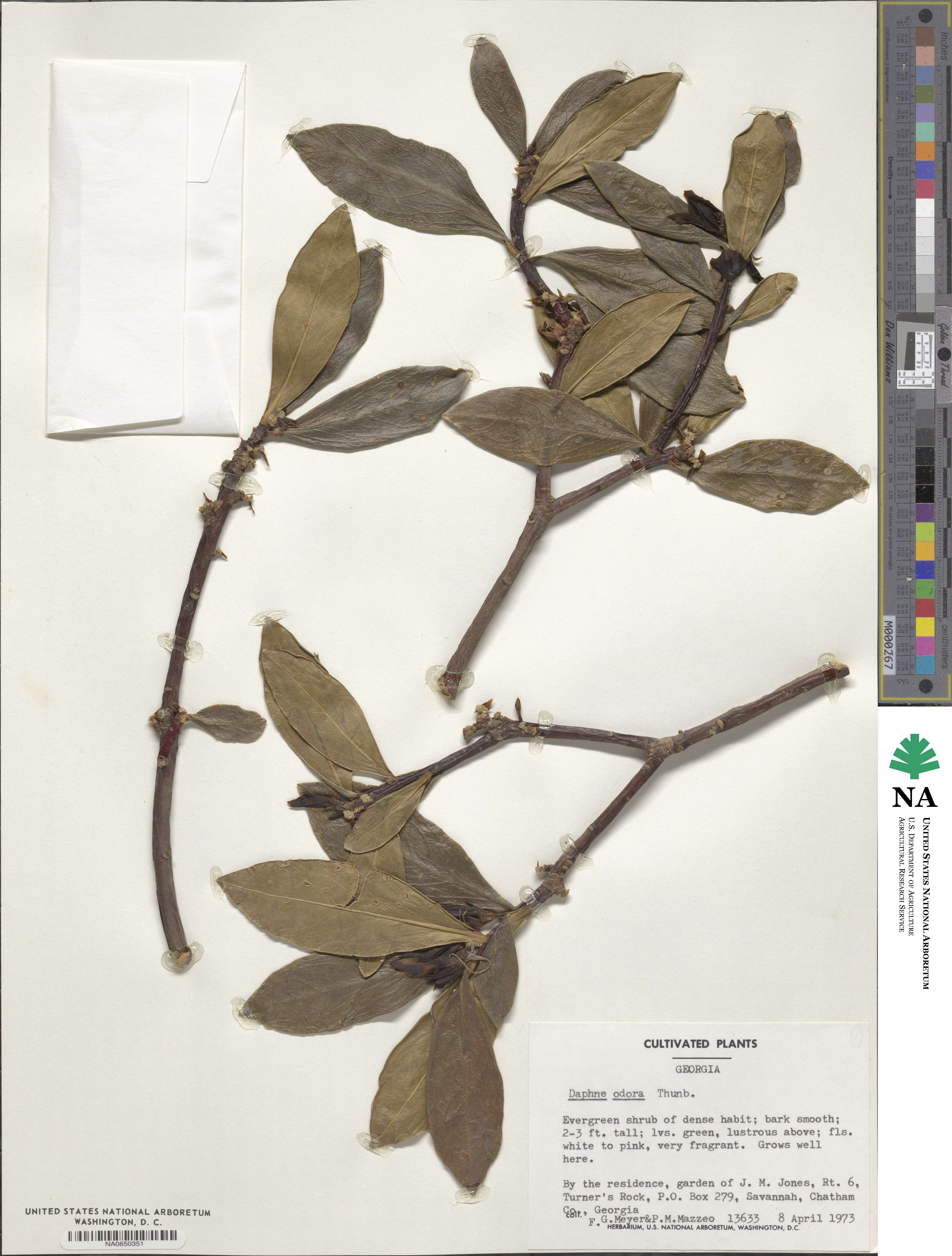 Daphne odora image