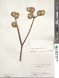 Edgeworthia chrysantha image