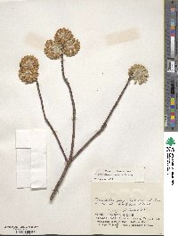 Edgeworthia chrysantha image