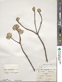 Edgeworthia chrysantha image