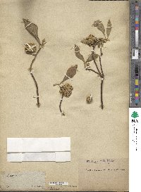 Edgeworthia gardneri image