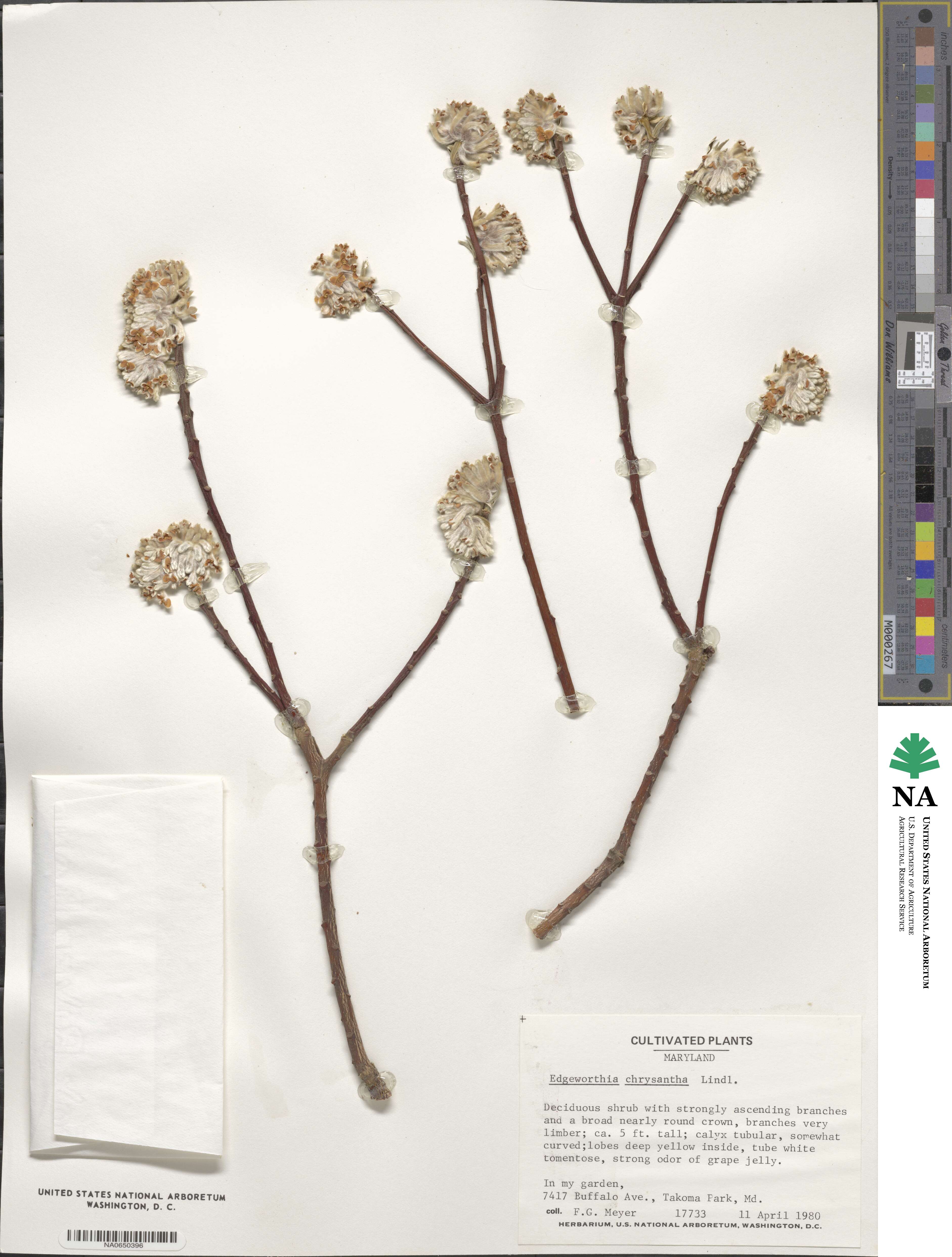 Edgeworthia chrysantha image