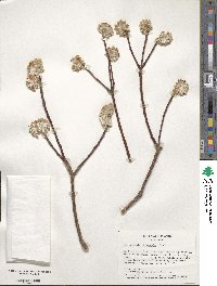 Edgeworthia chrysantha image