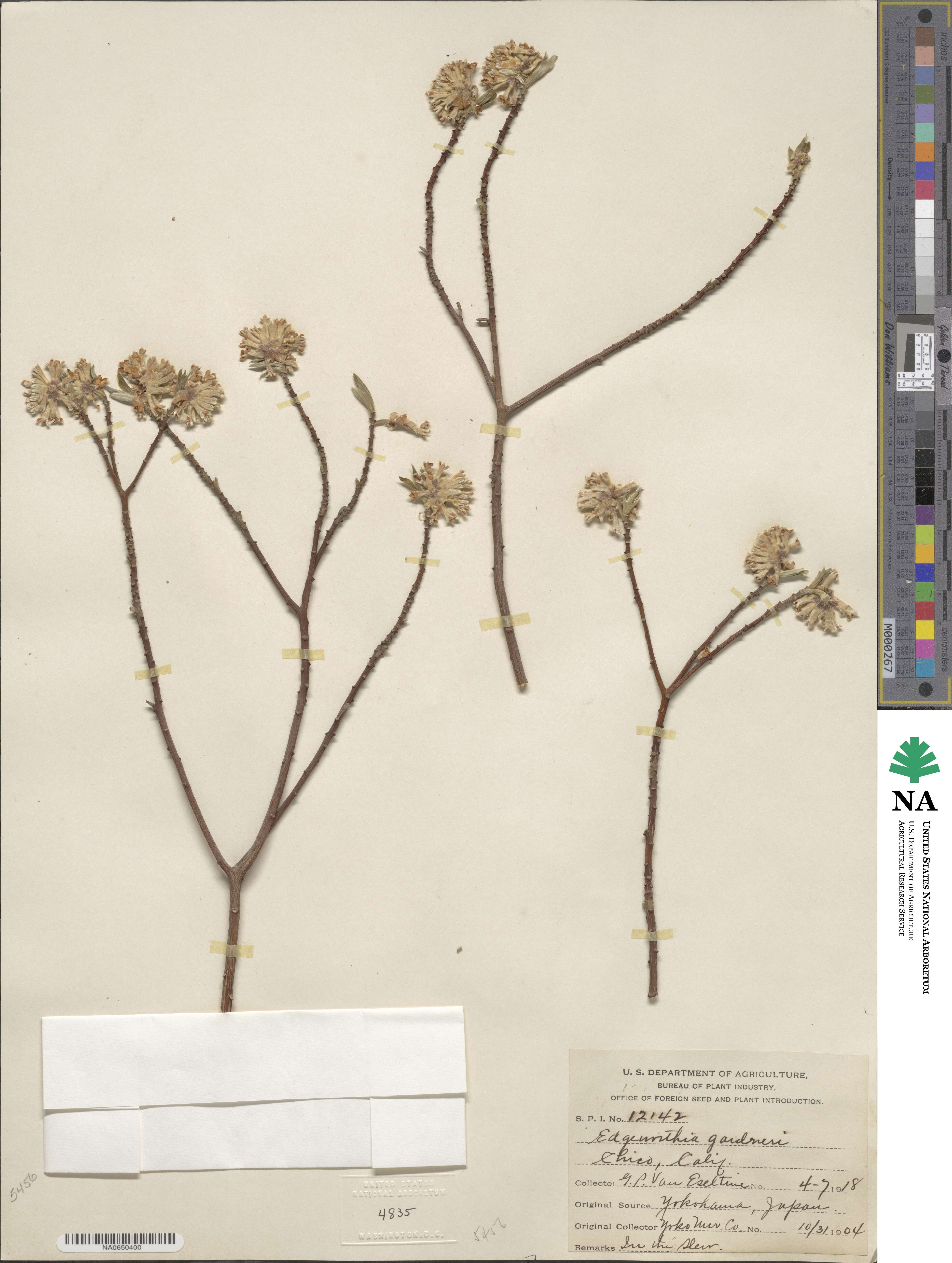 Edgeworthia gardneri image