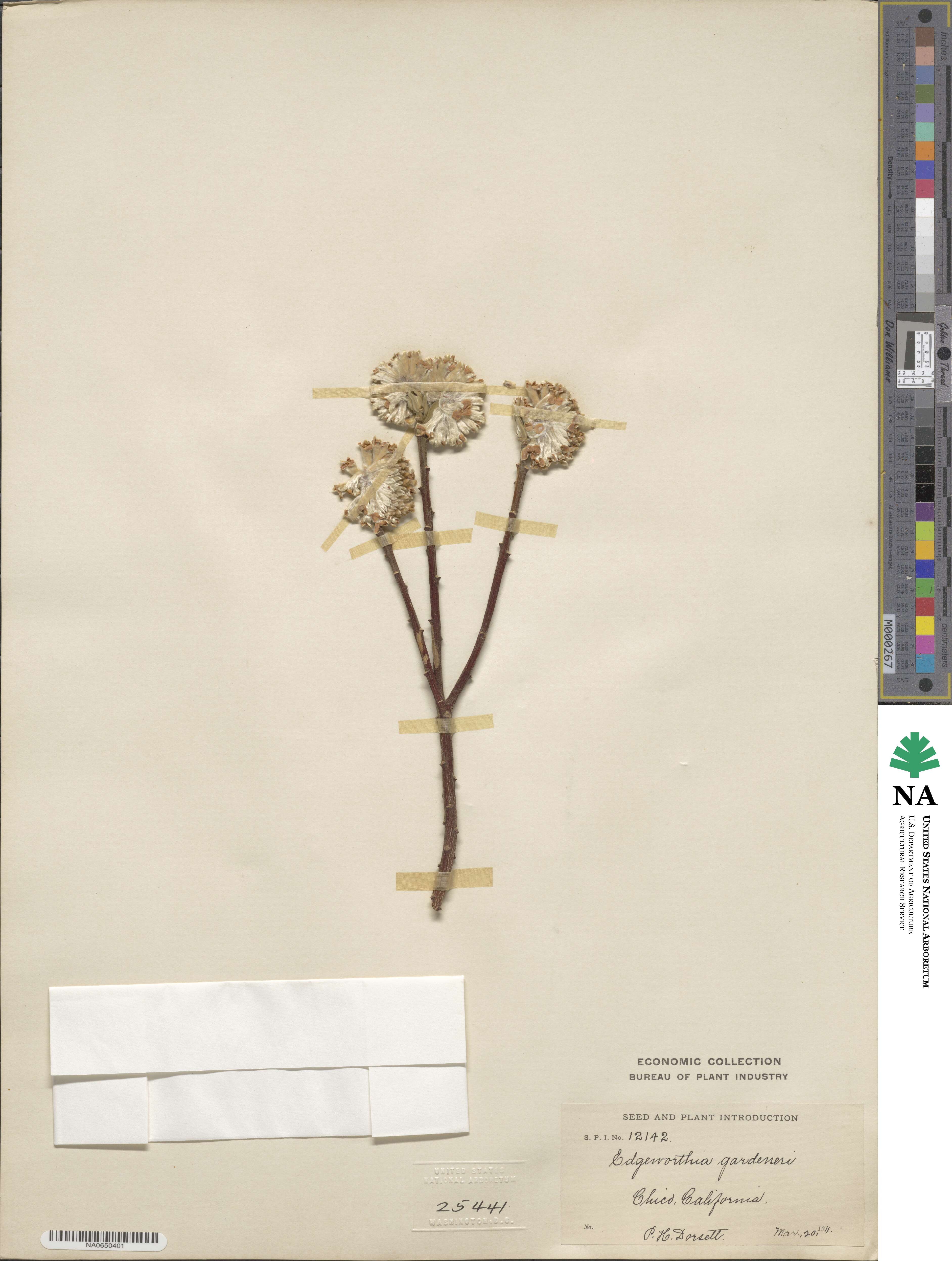 Edgeworthia gardneri image