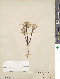 Edgeworthia gardneri image