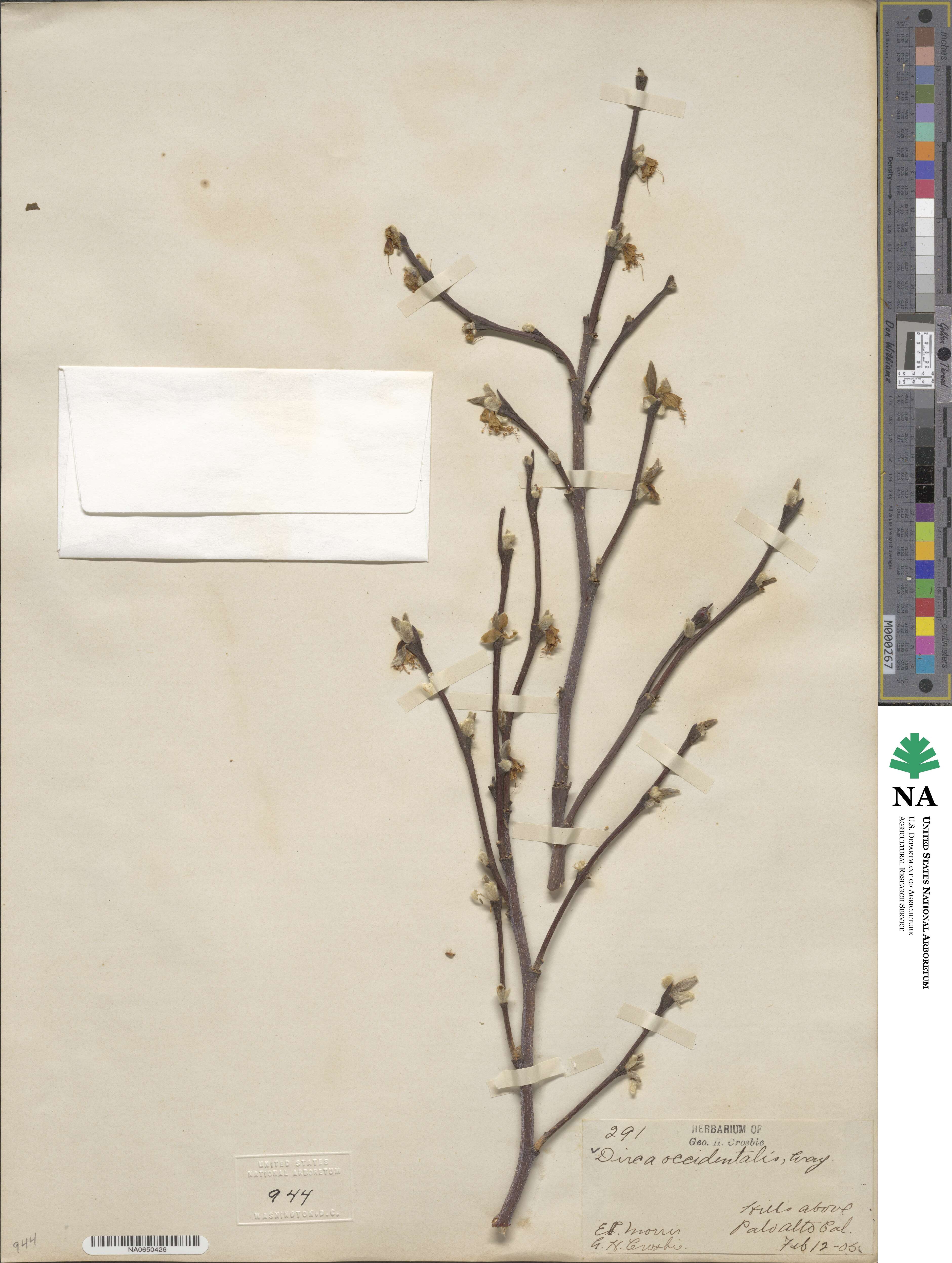 Dirca occidentalis image