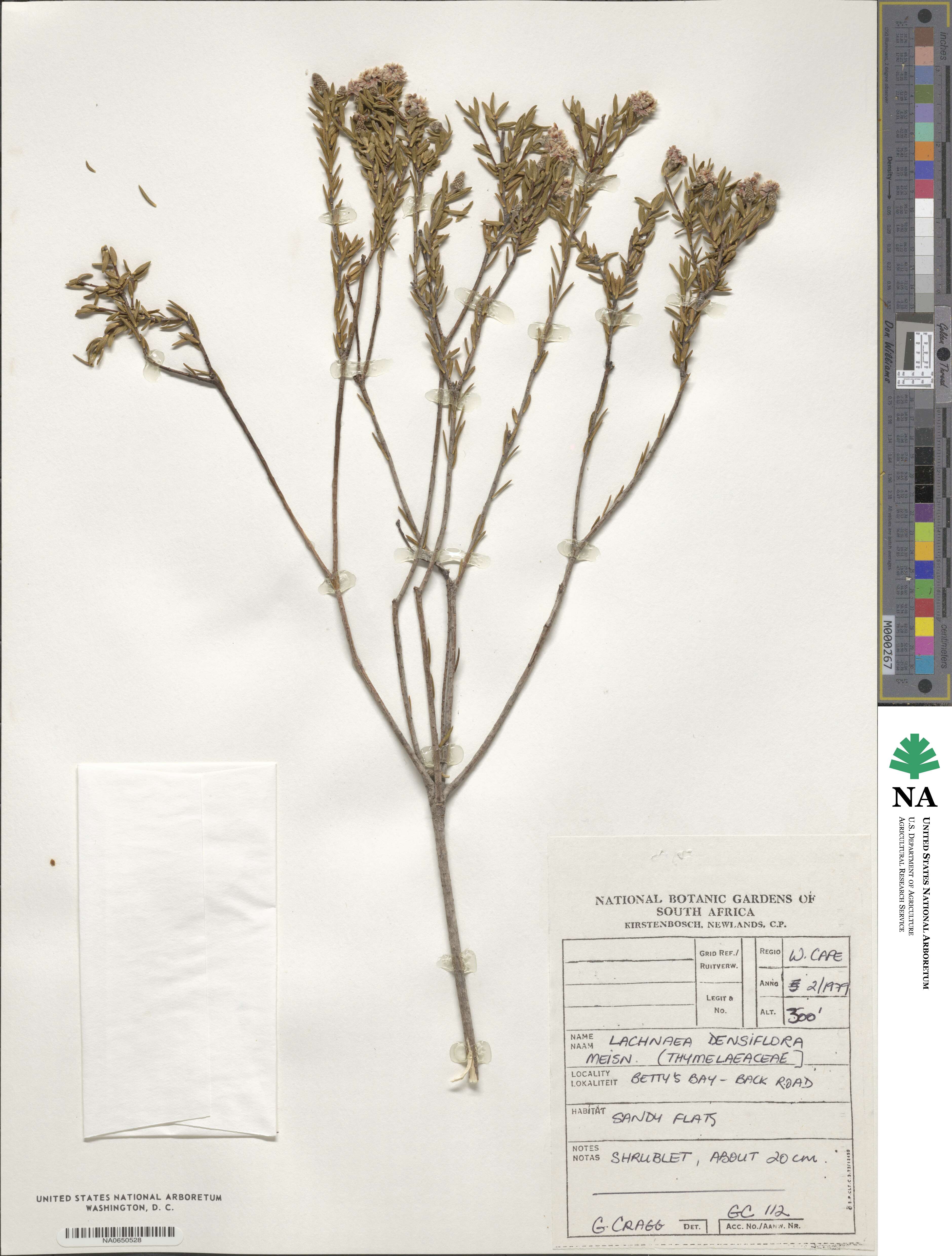 Lachnaea densiflora image