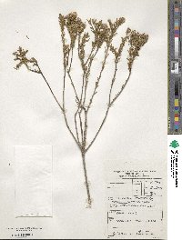 Image of Lachnaea densiflora